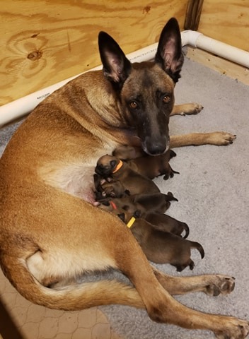 MELA & GRAFFIGHT LITTER